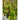 Malabar Spinach (110 Days) - Vegetables
