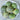 Minnesota Midget Melon (60 Days) - Vegetables