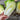 Minuet Chinese Cabbage (F1 Hybrid 48 Days) - Vegetables