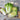Minuet Chinese Cabbage (F1 Hybrid 48 Days) - Vegetables