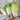 Minuet Chinese Cabbage (F1 Hybrid 48 Days) - Vegetables