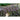 Mizuna Red Streaked Mustard (20-45 Days) - Vegetables
