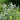Mountain Mint - Herbs