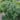 Mountain Mint - Herbs