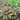 New Red Fire Lettuce (45 Days) - Vegetables