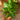 New Zealand Spinach (55 Days) - Vegetables
