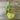 Opal Creek Snap Pea (70 Days) - Vegetables