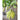 Opal Creek Snap Pea (70 Days) - Vegetables