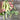 Opal Creek Snap Pea (70 Days) - Vegetables