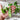 Oregon Giant Snow Pea (65 Days) - Vegetables