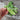 Oregon Giant Snow Pea (65 Days) - Vegetables