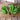 Palco Spinach (Organic F1 Hybrid 38 Days) - Vegetables