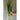 Parade Bunching Onion (Organic 65 Days) - Vegetables