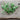 Parsley Pea (14-30 Days) - Vegetables