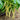 Pencil Pod Bush Bean (Heirloom 52 Days) - Vegetables
