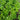 Wild native basil mix in herb garden.