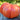 Pink Stuffer Tomato (80 Days) - Vegetables