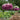POPPY - BREADSEED PINETREE MIX - Flowers