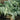 Porto Spineless Cardoon Greens (100 days) - Vegetables