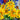 Prairie Sun Rudbeckia - Flowers