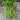 Provider Bush Bean (50 Days) - Vegetables