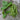Provider Bush Bean (50 Days) - Vegetables
