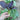 Purple Pak Choi (F1 Hybrid 47 Days) - Vegetables