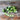 Quirk Cucumber (F1 Hybrid 52 Days) - Vegetables