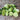 Quirk Cucumber (F1 Hybrid 52 Days) - Vegetables