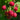 Raspberry ’Nova’ - Spring