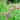 Roselight Statice - Flowers