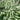 Sage - Herbs