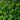 Salad Burnet - Herbs