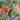 Salmon Impression Tulip - Fall