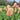 Salmon Impression Tulip - Fall