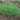 Saltwort Greens (Heirloom 40 Days) - Vegetables