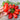 San Marzano Tomato (Heirloom 82 Days) - Vegetables