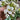 Sea Kale - Vegetables