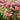 Sedum Mix - Flowers