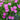 Shock Wave Pink Petunia - Flowers