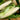 Silver Queen Corn (F1 Hybrid 90 Days) SU - Vegetables