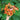 Soft Orange Artisan Echinacea - Flowers
