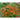 Soft Orange Artisan Echinacea - Flowers