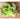 Speckled Butterhead Lettuce (Heirloom 55 Days) - Vegetables