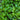Spigariello Liscia Greens (44 Days) - Vegetables