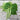 Strike Bush Bean (45 Days) - Vegetables