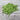 Strike Bush Bean (45 Days) - Vegetables