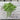 Strike Bush Bean (45 Days) - Vegetables