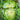Summertime Lettuce (68 Days) - Vegetables