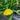 Sunburst Scallop Summer Squash (F1 Hybrid 50 Days) - Vegetables